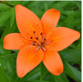 Orange Lilies