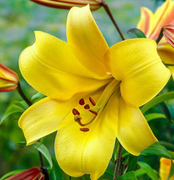Yellow Lilies