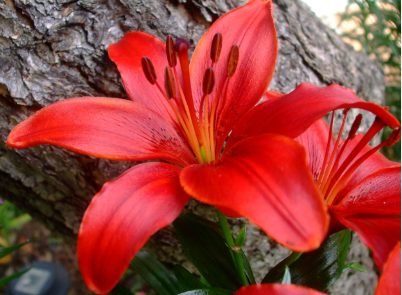 Red Lilies