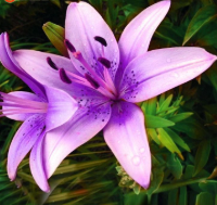 Purple Lilies