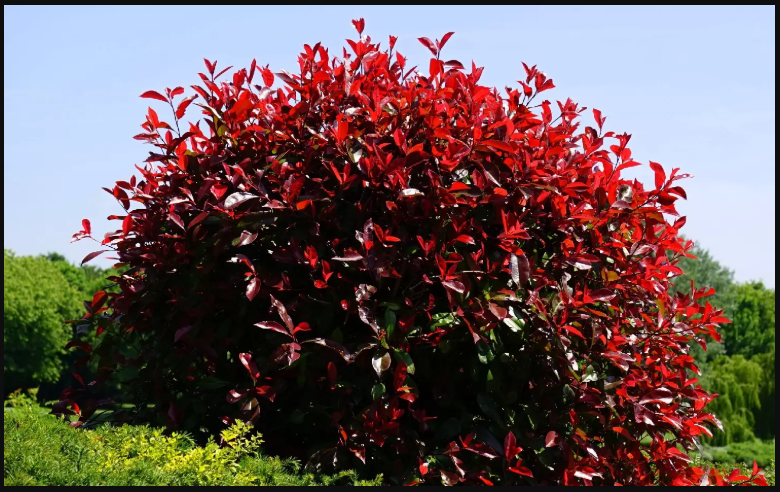 Evergreen Shrubs with Red Leaves