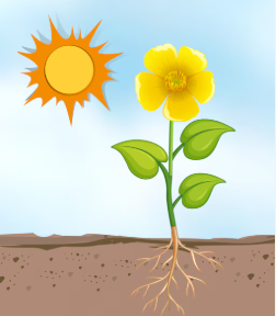Best Locations for Planting