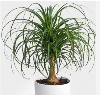 Ponytail Palm