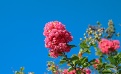 crepe myrtles