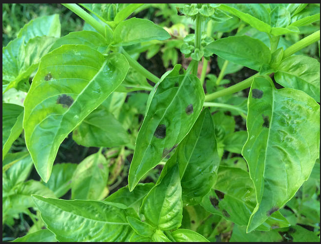 black spots on basil leaves