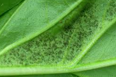 Basil Downy Mildew