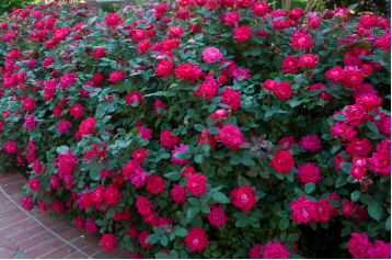 knockout roses