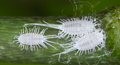 mealybugs