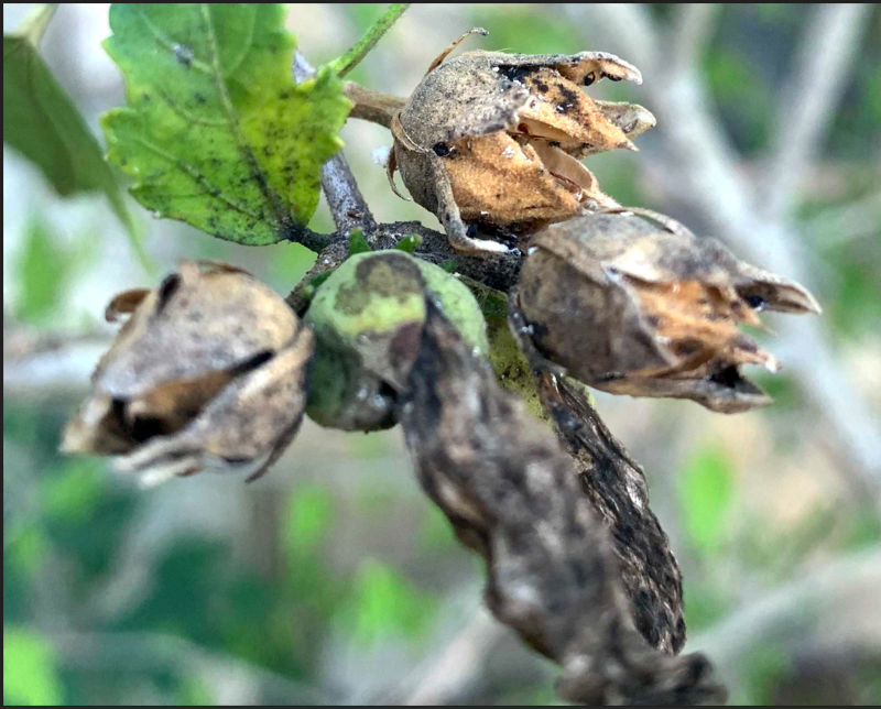 Rose of Sharon Diseases
