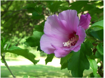 Rose of Sharon