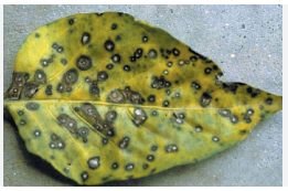 Leaf Spots