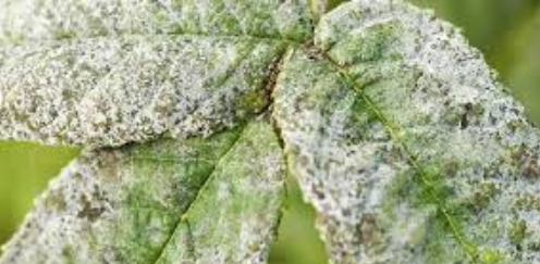 powdery mildew