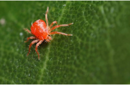 Spider Mites