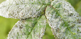 Powdery Mildew