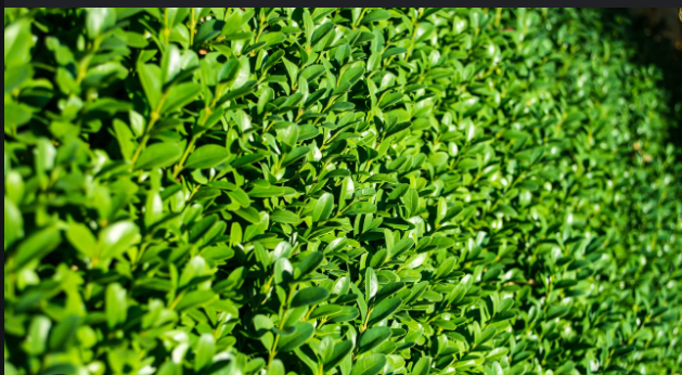 boxwood plant
