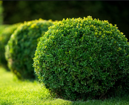 boxwoods