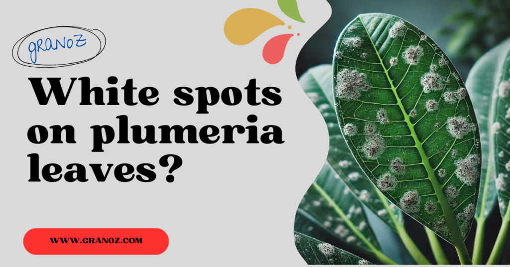 White spots on plumeria leaves?